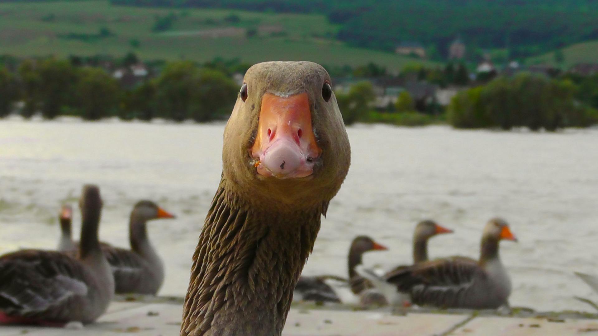 A closeup shot of a goose staring right at the camera. Other geese on a pond are swimming in the background.